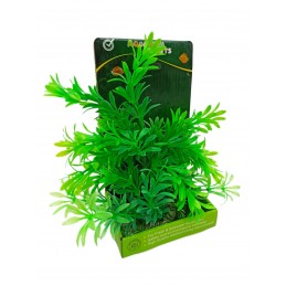 ΔΙΑΚΟΣΜΗΤΙΚΟ ΦΥΤΟ ΓΙΑ...