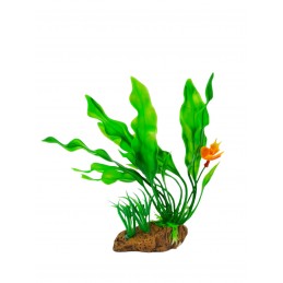 ΔΙΑΚΟΣΜΗΤΙΚΟ ΦΥΤΟ ΓΙΑ...