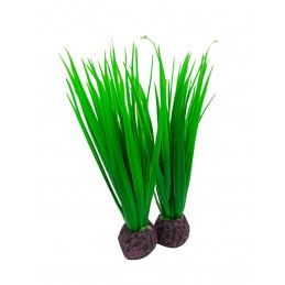 ΔΙΑΚΟΣΜΗΤΙΚΟ ΦΥΤΟ ΓΙΑ...